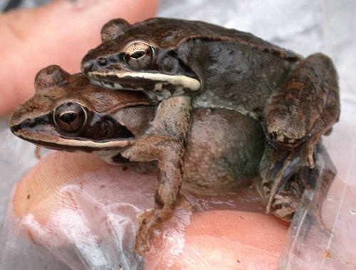 Spring Frog Sounds: Spring Peepers and Wood Frogs | The Old Farmer's
